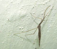 Conosia irrorata