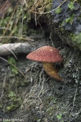 Suillus spraguei image