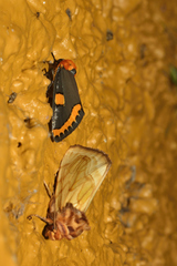 Chrysoecia morga