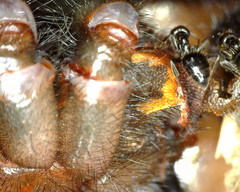 Hadronyche macquariensis