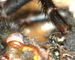 Hadronyche macquariensis