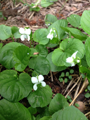 Viola palustris