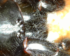 Hadronyche macquariensis