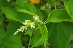 Croton ciliatoglandulifer