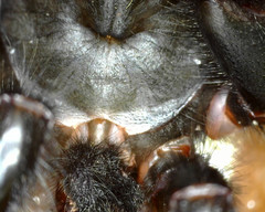 Hadronyche macquariensis