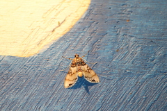Azochis rufidiscalis