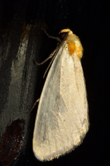 Chrysoecia thoracica