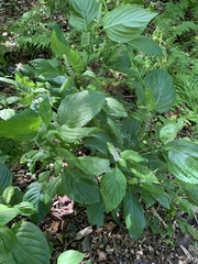 Perilla frutescens