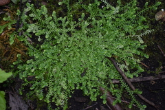 Selaginella eclipes image