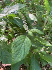 Perilla frutescens