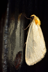 Chrysoecia thoracica