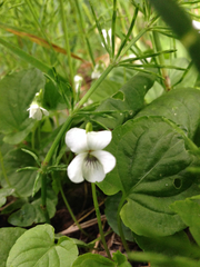 Viola palustris