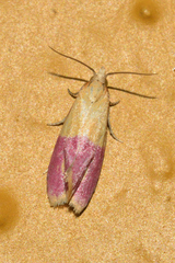 Cochylis rosaria