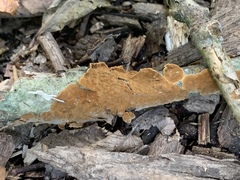 Agaricomycetes