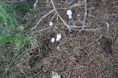 Agaricales