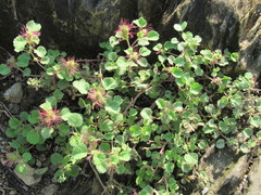 Acalypha monostachya