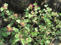 Acalypha monostachya