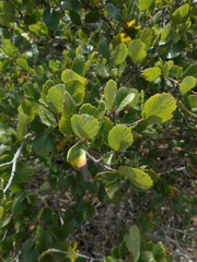 Cercocarpus betuloides blancheae