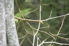 Aurantioporthe corni