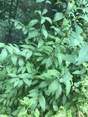 Sideroxylon lycioides