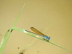 Argia rhoadsi