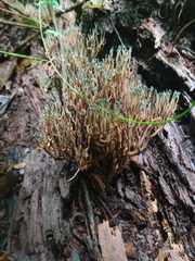 Phaeoclavulina cyanocephala