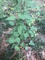 Thaspium trifoliatum