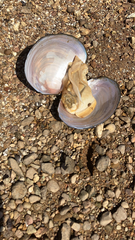 Utterbackiana suborbiculata