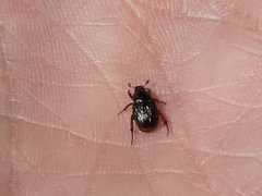 Strigoderma pygmaea