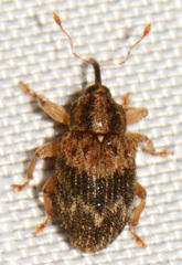 Lignyodes bischoffi