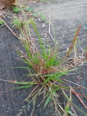 Eragrostis cumingii