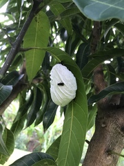 Charterginus nevermanni