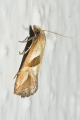 Eugnosta bimaculana