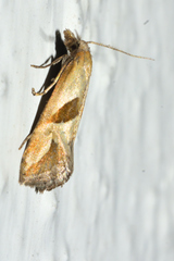 Eugnosta bimaculana