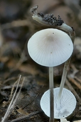 Mycena vitilis