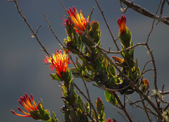 Tristerix longibracteatus