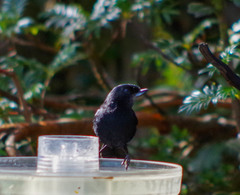 Diglossa lafresnayii