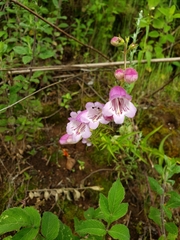 Penstemon