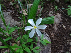 Eleutherine latifolia