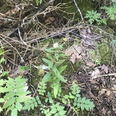 Symphyotrichum ontarionis glabratum