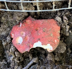Russula
