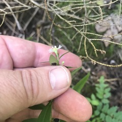 Symphyotrichum ontarionis glabratum
