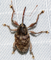 Curculio proboscideus