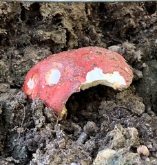 Russula