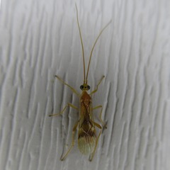 Braconidae