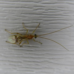 Braconidae