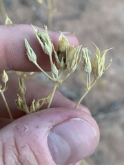 Frasera albomarginata