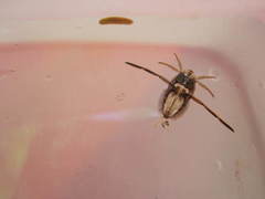 Nepomorpha