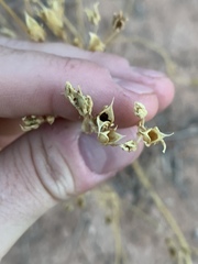 Frasera albomarginata