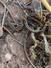 Frasera albomarginata